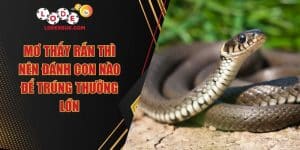 Mơ Thấy Rắn